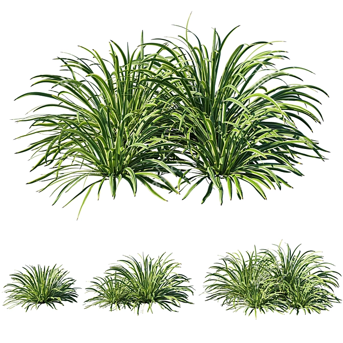Versatile Liriope Grass: Dimensional, Render-Ready! 3D model image 1