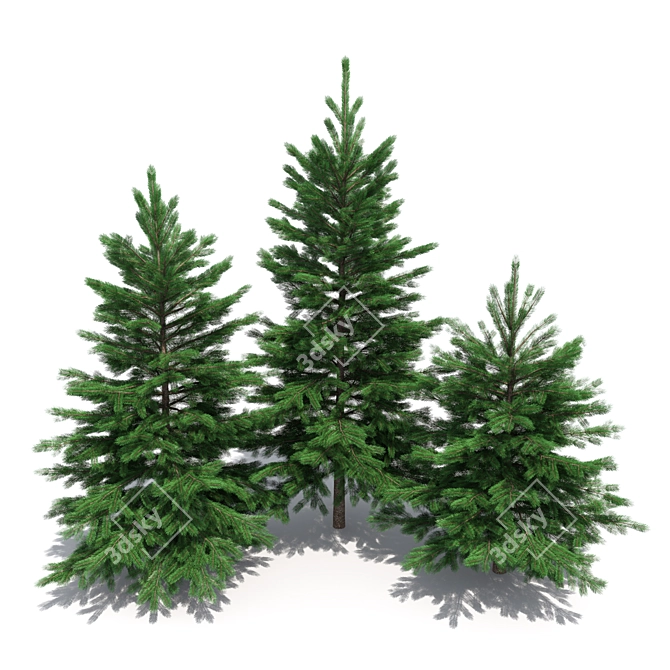 Realistic Fir-tree Set 3D model image 1