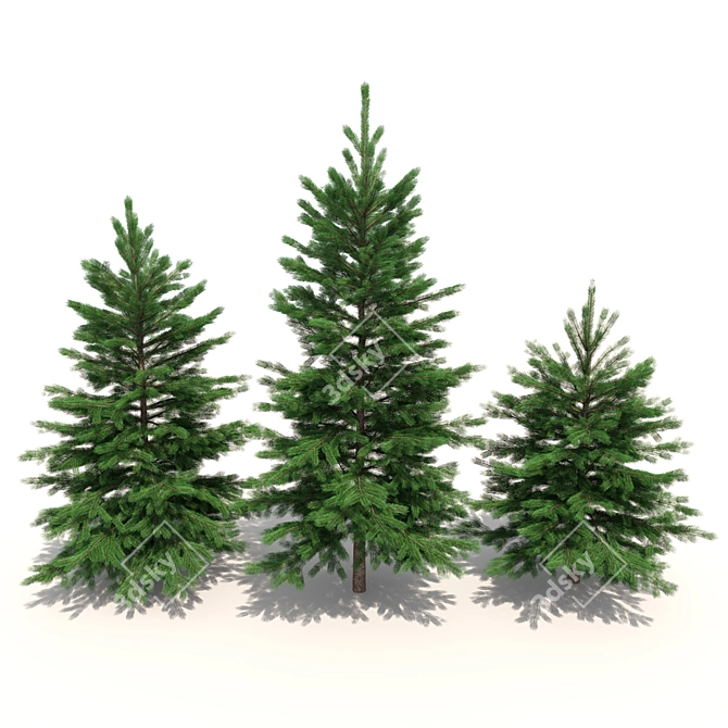 Realistic Fir-tree Set 3D model image 2