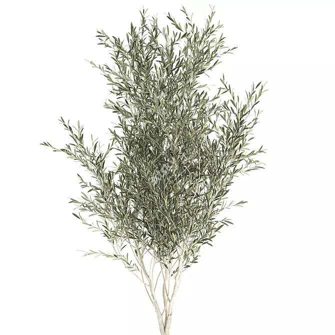 Exotic Olive Tree in Black Planter 3D model image 3