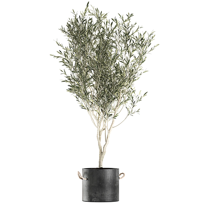 Exotic Olive Tree in Black Vase: Decorative Interior Plant 3D model image 3