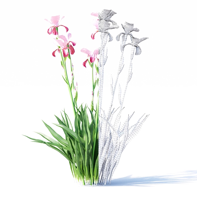 Vibrant Bearded Iris Collection 3D model image 2