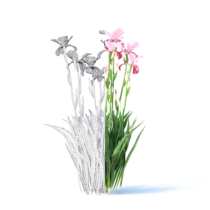 Vibrant Bearded Iris Collection 3D model image 7