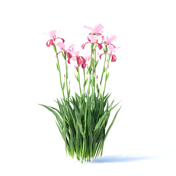 Vibrant Bearded Iris Collection 3D model image 10