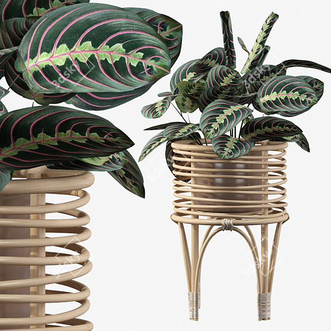 Elegant Rattan Maranta Stand 3D model image 1