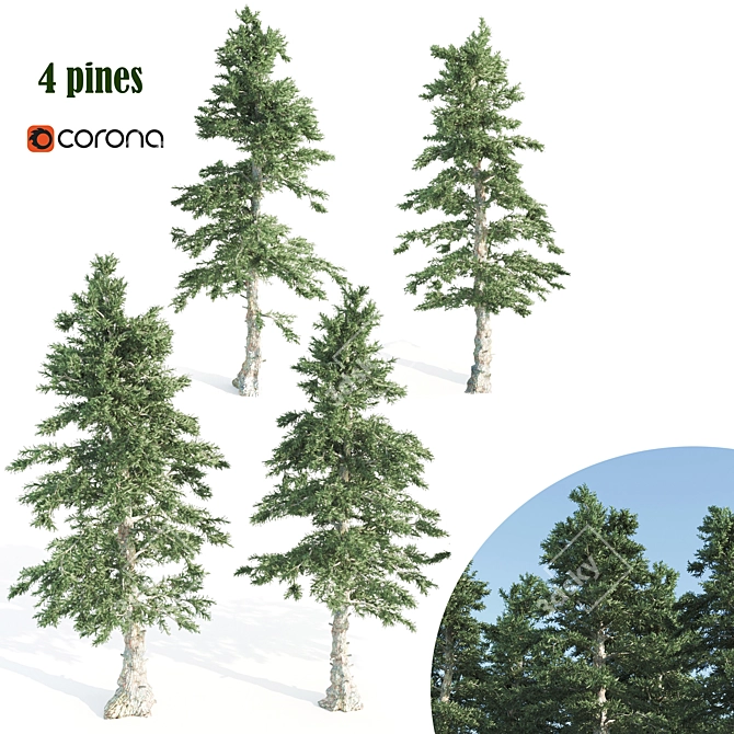 Tall and Sturdy Pines, 7-12m 3D model image 1