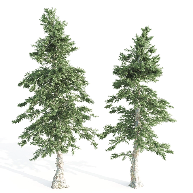 Tall and Sturdy Pines, 7-12m 3D model image 2