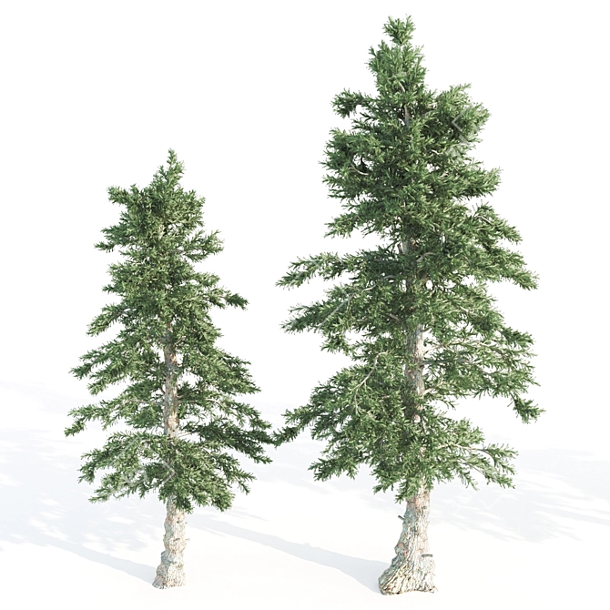 Tall and Sturdy Pines, 7-12m 3D model image 3