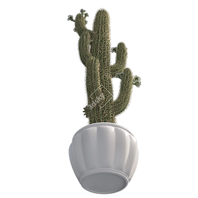 Desert Oasis Cactus Pot 3D model image 3