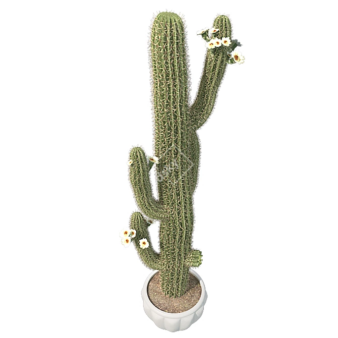 Desert Oasis Cactus Pot 3D model image 4