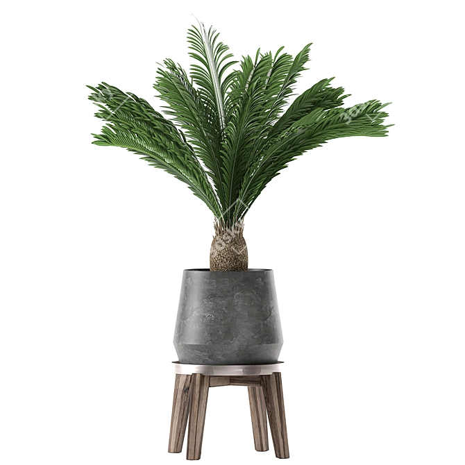 Tropical Palm Collection: Exotic Indoor Plants 3D model image 4