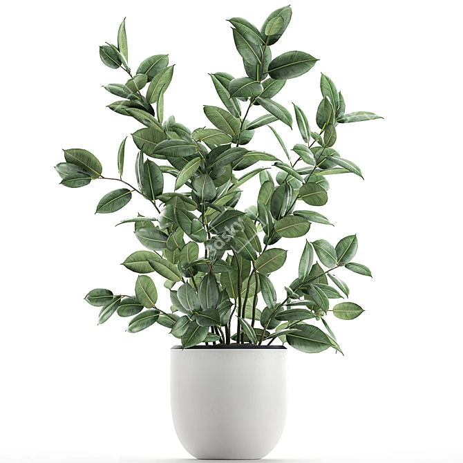 Exotic Indoor Ficus Plant Collection 3D model image 3