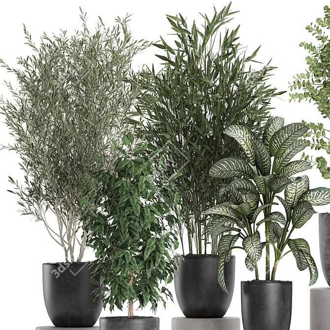 Tropical Plant Collection: Olive, Bamboo, Ficus 3D model image 3