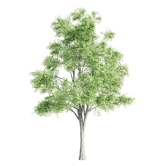 Enchanting 4-Piece Corona Tree Set 3D model image 3