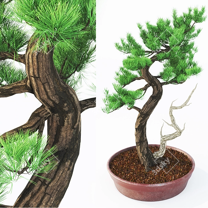 Miniature Bonsai Spruce Tree 3D model image 2