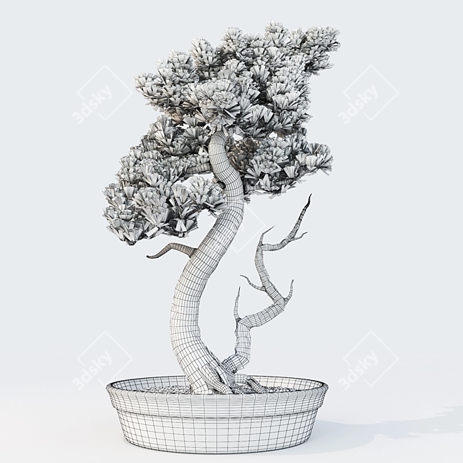Miniature Bonsai Spruce Tree 3D model image 3
