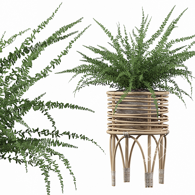 Indoor Fern Plant: High-quality 3D Model 3D model image 1