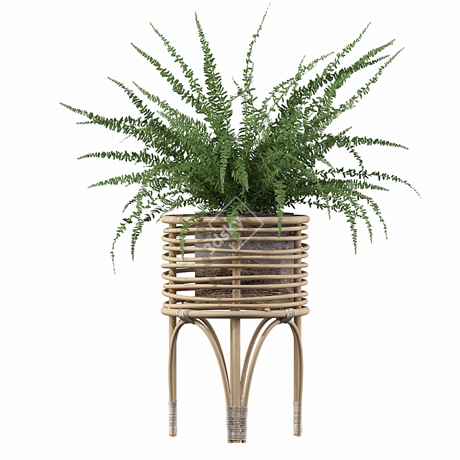 Indoor Fern Plant: High-quality 3D Model 3D model image 2