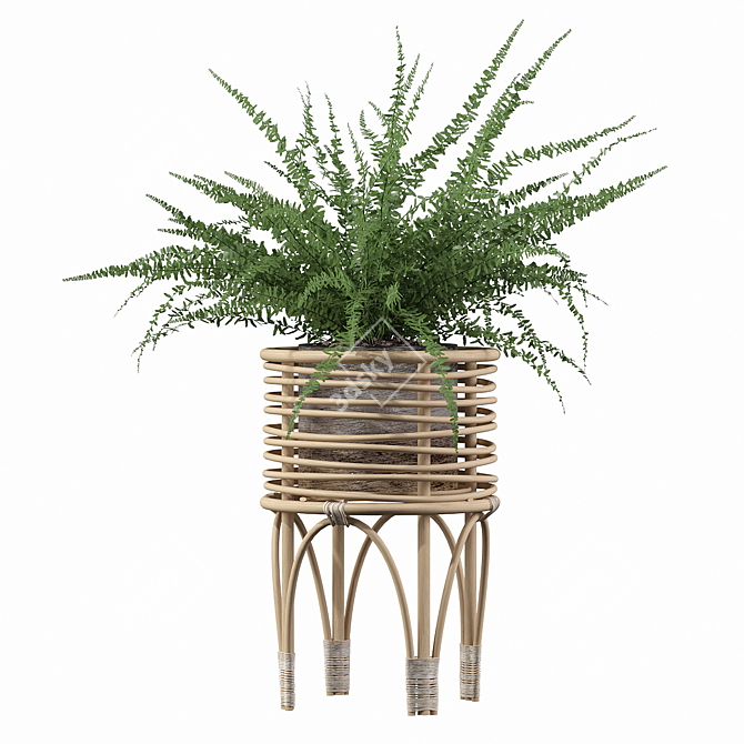 Indoor Fern Plant: High-quality 3D Model 3D model image 4