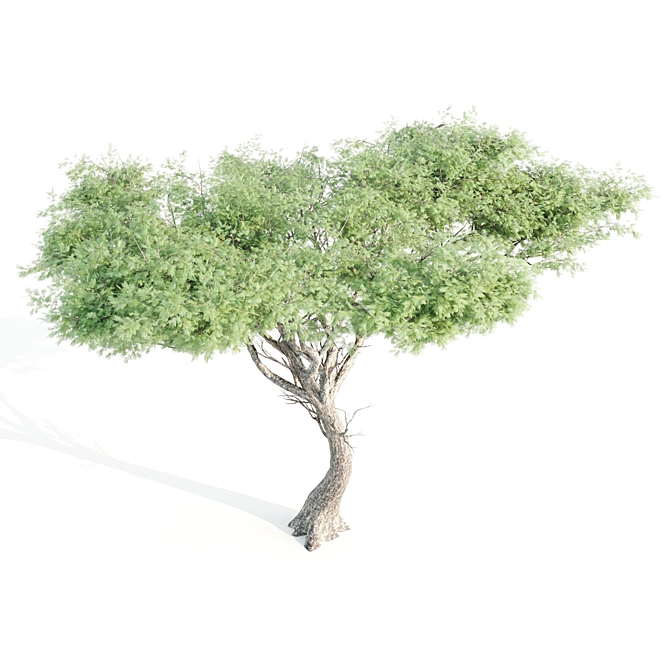 Tall Tree Set: 9m-14m 3D model image 2