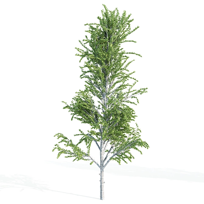 Tall Tree Set: 9m-14m 3D model image 5