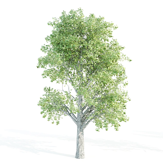 Tall Tree Set: 9m-14m Height 3D model image 3