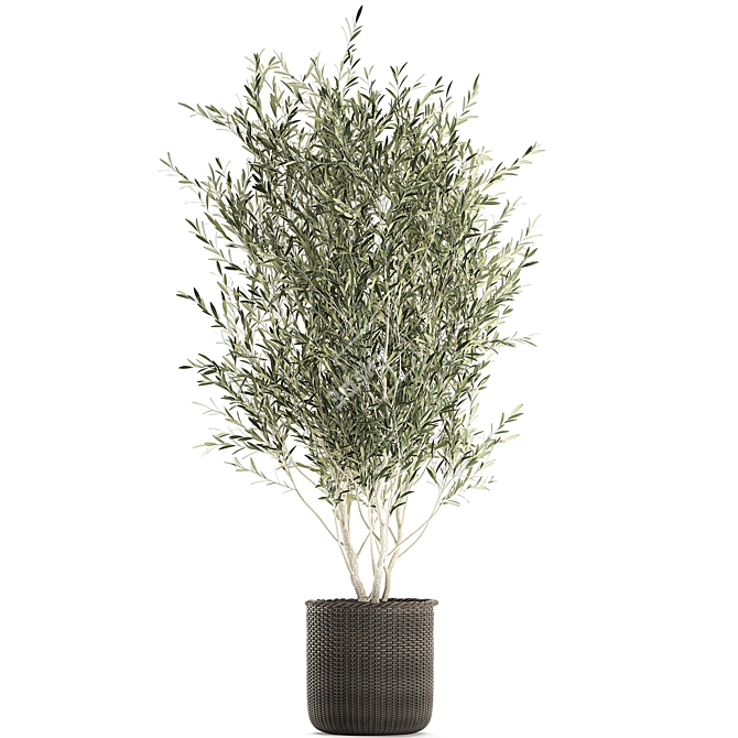 Exotic Olive Tree in Rattan Basket 3D model image 3