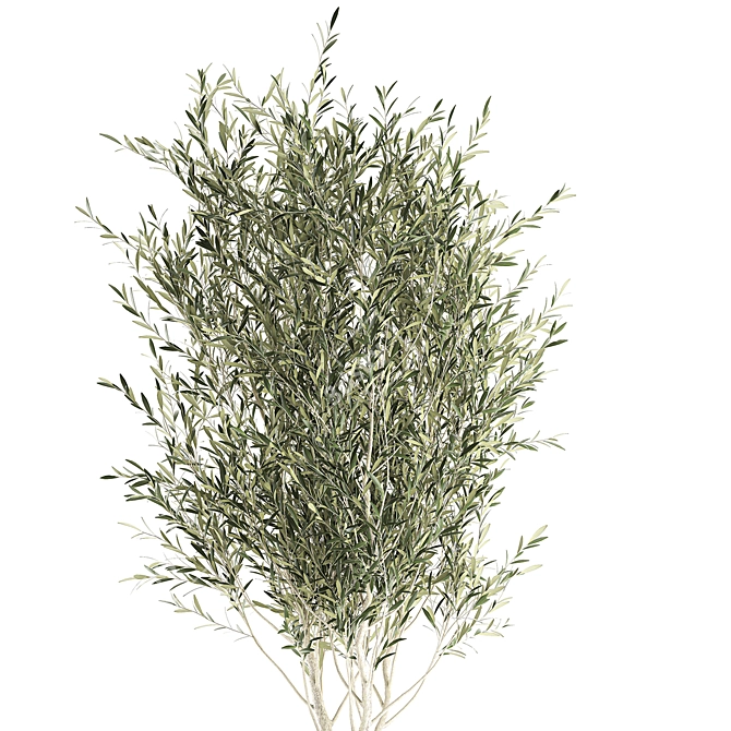 Exotic Olive Tree in Rattan Basket 3D model image 4