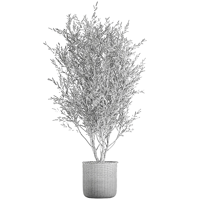 Exotic Olive Tree in Rattan Basket 3D model image 5