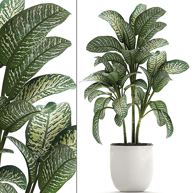 Exotic Dieffenbachia Plant in White Vase 3D model image 1