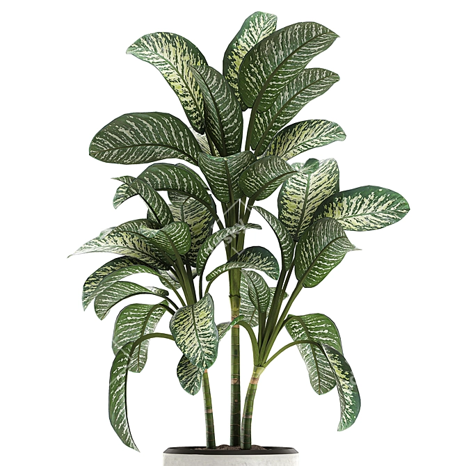 Exotic Dieffenbachia Plant in White Vase 3D model image 2