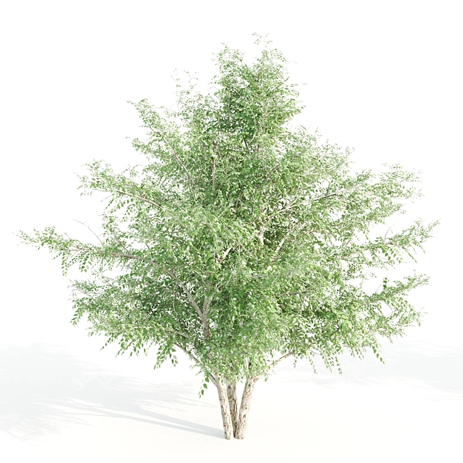  Trio of Tall Black Birch Trees 3D model image 3