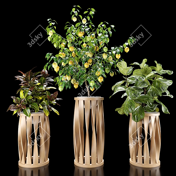 Tropical Plant Set: Croton, Ficus, Limon 3D model image 1