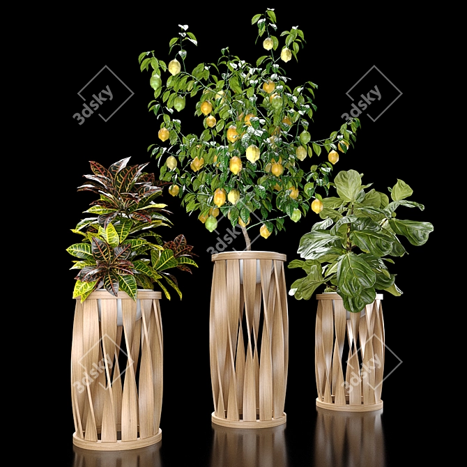 Tropical Plant Set: Croton, Ficus, Limon 3D model image 2