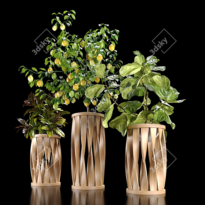 Tropical Plant Set: Croton, Ficus, Limon 3D model image 3
