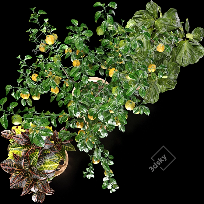 Tropical Plant Set: Croton, Ficus, Limon 3D model image 4