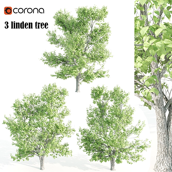 Tall Linden Trees - 9.35m, 9.8m, 10m 3D model image 1