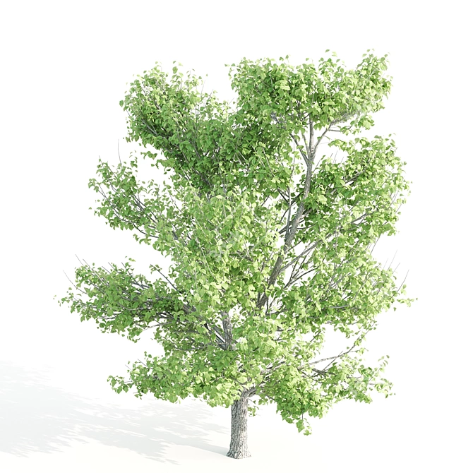 Tall Linden Trees - 9.35m, 9.8m, 10m 3D model image 3