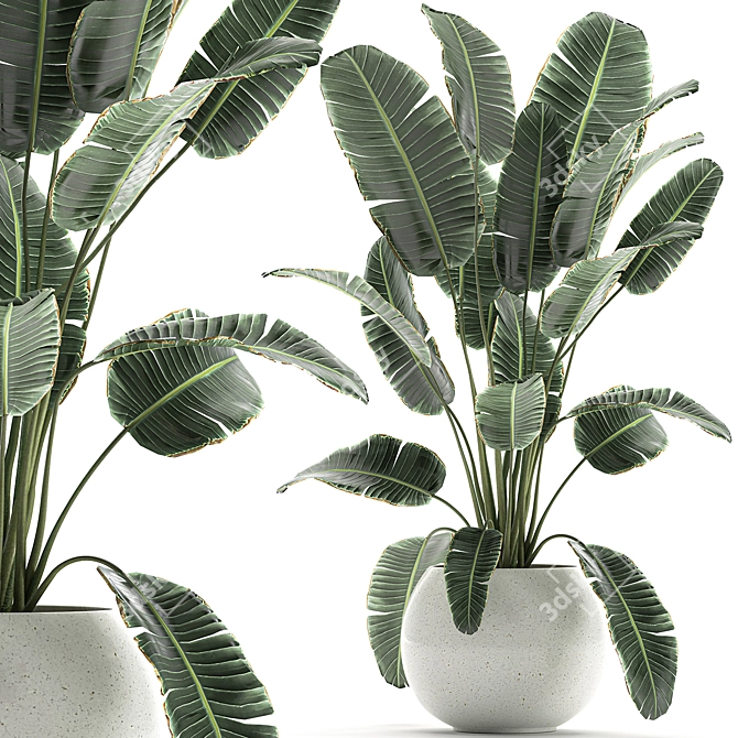 Exotic Banana Palm Collection in White Pot 3D model image 1