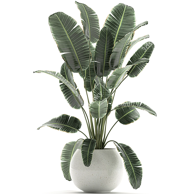 Exotic Banana Palm Collection in White Pot 3D model image 4