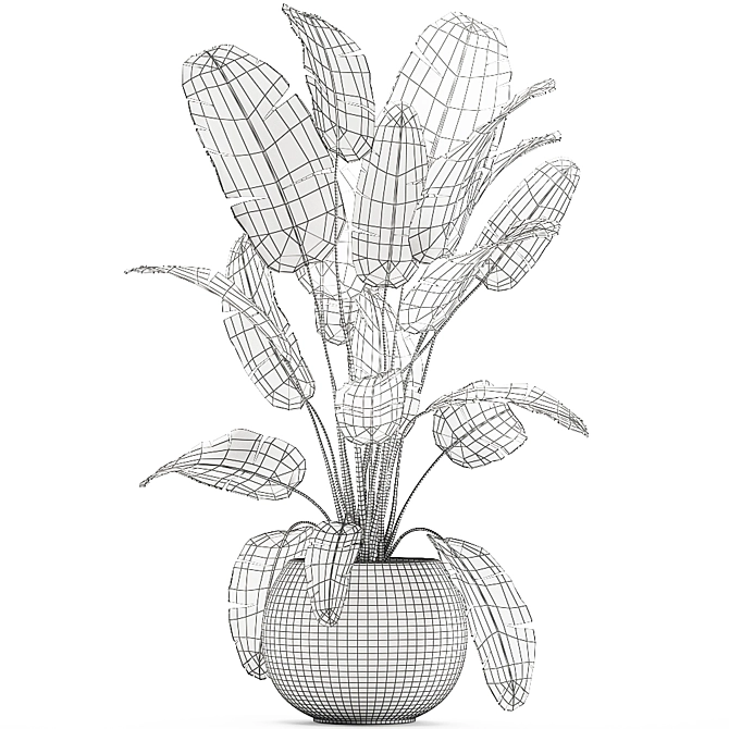 Exotic Banana Palm Collection in White Pot 3D model image 5