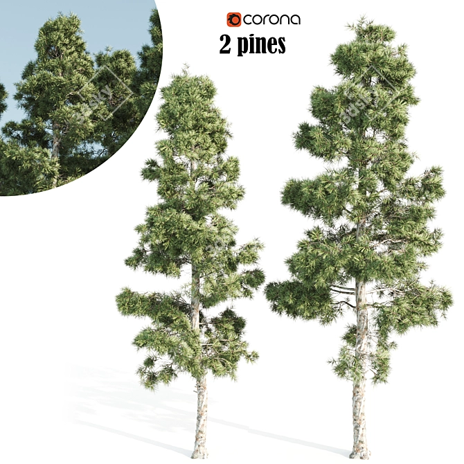 Tall Pine Twin Set 3D model image 1