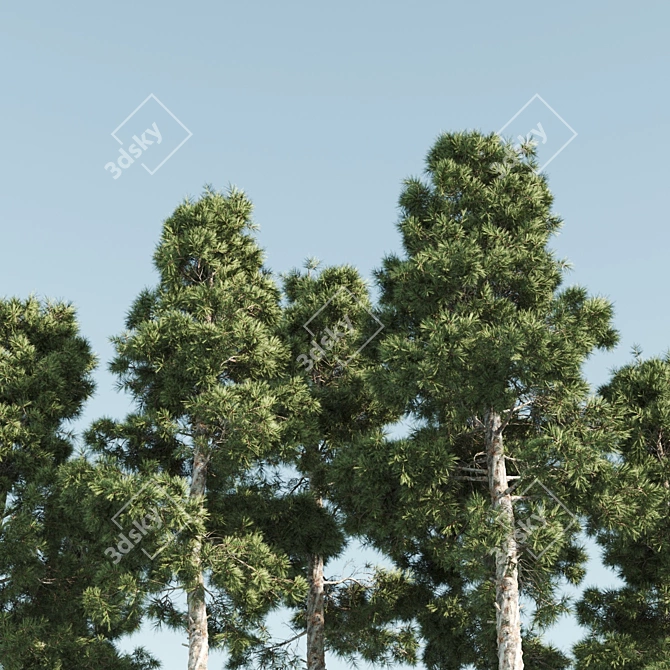 Tall Pine Twin Set 3D model image 2