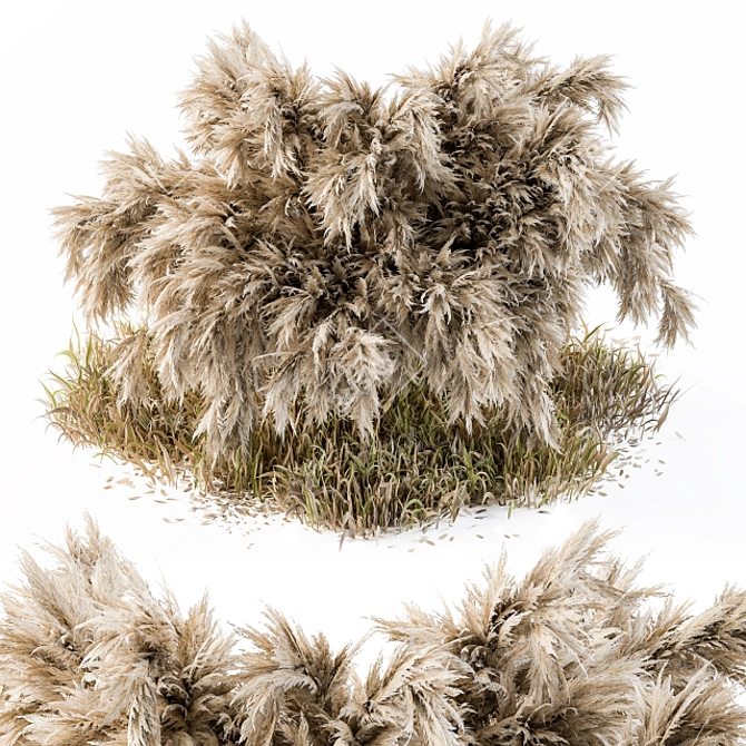 Pampas Bush: A Wild Outdoor Delight 3D model image 1