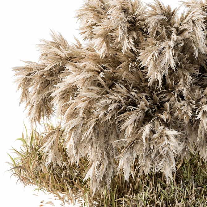 Pampas Bush: A Wild Outdoor Delight 3D model image 2