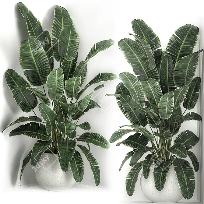 Exotic Corner Plant Collection 3D model image 5