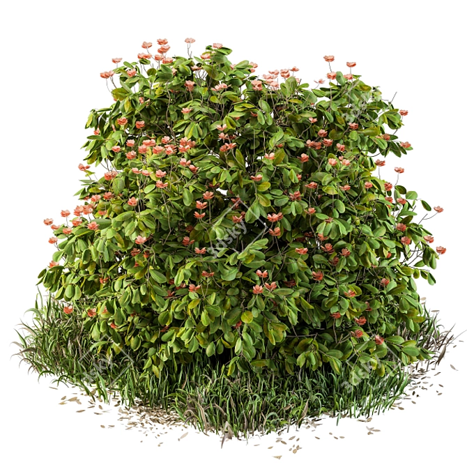 Vibrant Outdoor Catharantus Bush 3D model image 1