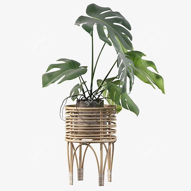Tropical Monstera - 3D Plants 3D model image 3