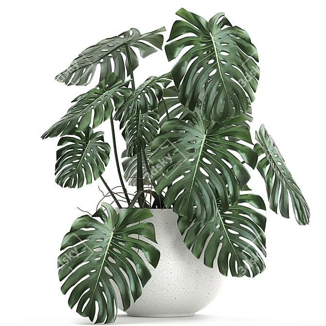 Monstera Plant | White Vase | Exotic Indoor Plant 3D model image 1