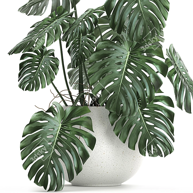 Monstera Plant | White Vase | Exotic Indoor Plant 3D model image 2